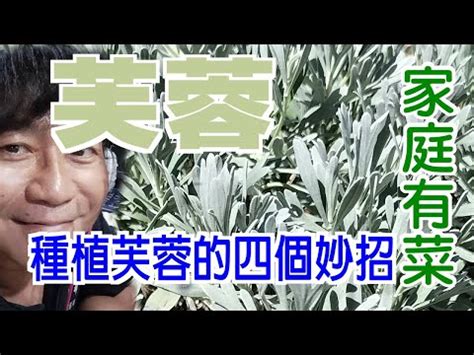 芙蓉種植方法|【芙蓉種植】別再被芙蓉種植卡關！一學就會的四步驟。